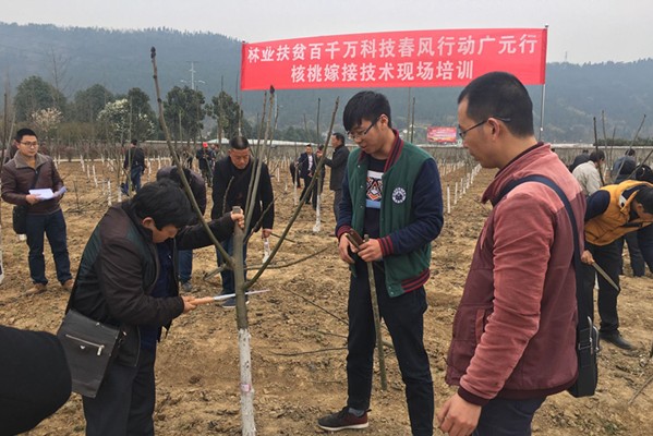 省林科院专家讲解核桃嫁接技术_副本.jpg