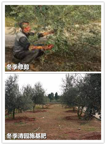 1478244708847074954.png 冬季修剪 图片4_副本.png