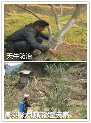 天牛防治_副本_副本.png