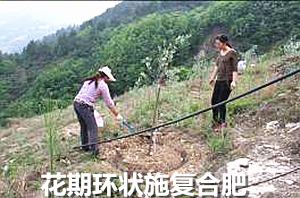 花期环状施复合肥图片3_副本.png