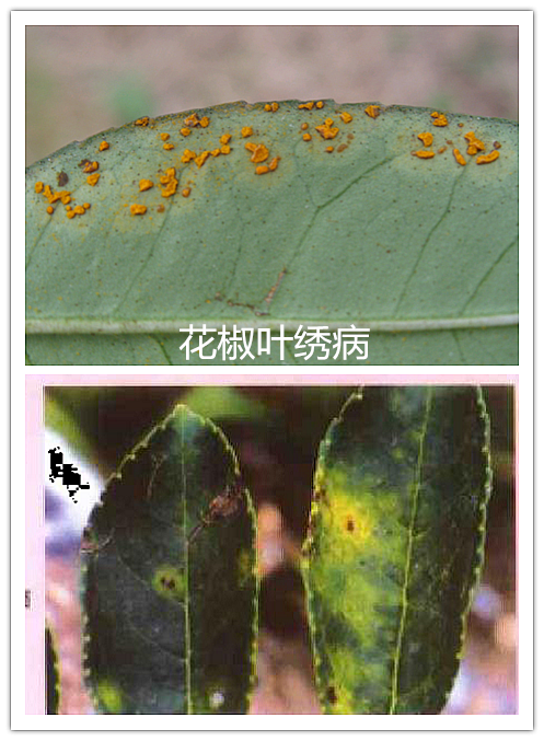 花椒叶绣病_副本.png