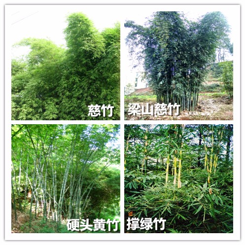 梁山慈竹_副本.jpg