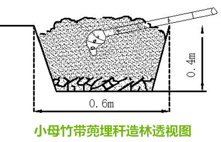 小母竹带蔸埋秆造林透视图_副本.png